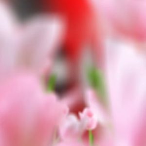 AF Cartier TANK MUST Superb Masterpiece Arrives in Full Force Dimensions: Medium 33.7*25.5mm, Small 29.5*22mm Ultra-Premium Details as Described: 1. Ultimate 1:1 Case Replica! Swiss A-grade quality case meticulously crafted by top-tier manufacturers, delivering a full-grade authentic experience!From sapphire crystal and spinel crown to mirror-finish polishing! Textured sandblasting! Flawless square-edged details! 2. Taiwanese factory authentic-grade dial paired with Swiss quartz movement! 3. Exquisitely crafted blue-steel hands matching genuine models 4. Market-exclusive premium quick-release stainless steel bracelet! Quick-release calfskin leather strap! Unmatched wearing comfort!5. Premium QC craftsmanship with authentic boutique tag—one code per watch! AF's new Tank collection delivers unmatched workmanship and value, outclassing any so-called "original factory" versions on the market. For Cartier, trust AF!